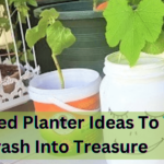 Up-Cycled Planter Ideas