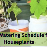 Best Watering Schedule for Houseplants