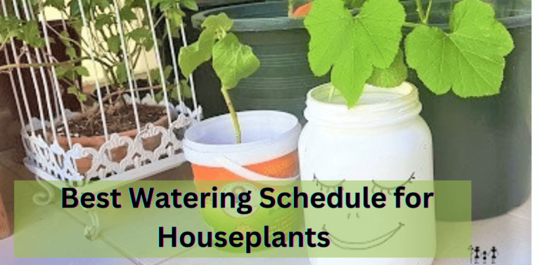 Best Watering Schedule for Houseplants
