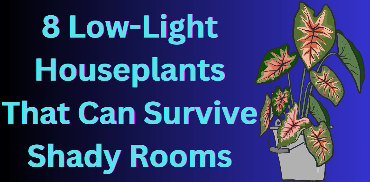 Low-Light Houseplants